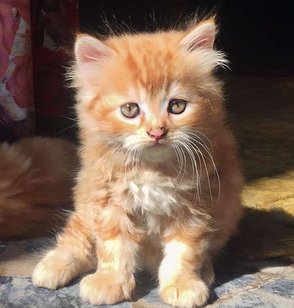 Pure Persian Kittens for Sale 03115516177 10