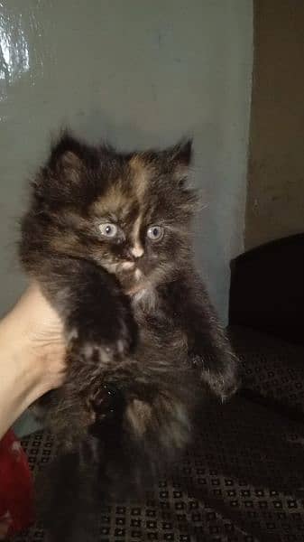 Pure Persian Kittens for Sale 03115516177 11