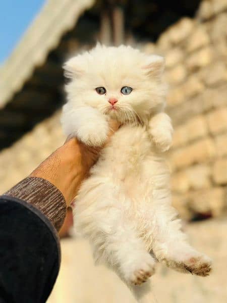 Pure Persian Kittens for Sale 03115516177 12