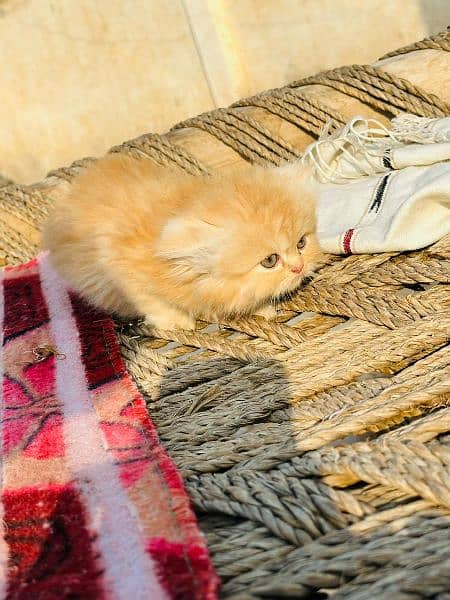 Pure Persian Kittens for Sale 03115516177 13