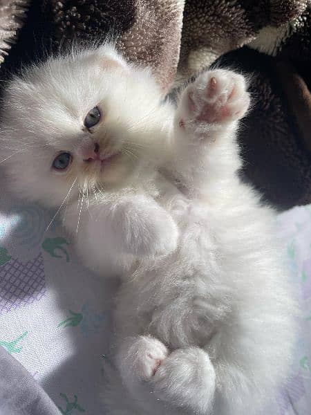 Pure Persian Kittens for Sale 03115516177 15