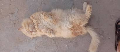 persian 3pl coated female cat golden shyd