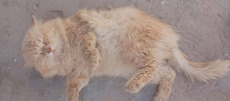 persian 3pl coated female cat golden shyd 4