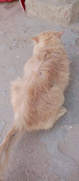 persian 3pl coated female cat golden shyd 7