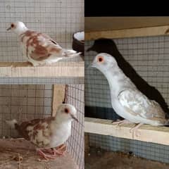 Red Pied Dove Breeder Pair