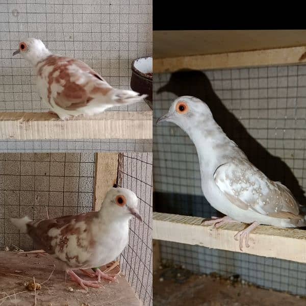 Red Pied Dove Breeder Pair 0