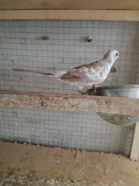 Red Pied Dove Breeder Pair 1