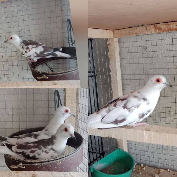 Red Pied Dove Breeder Pair 3