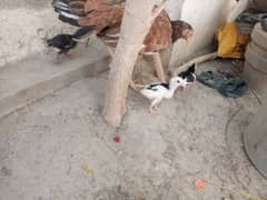 Aseel Mother with chicks