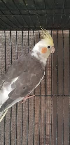Cockatiel Birds For Sale (Charcoal,Grey and Pied)