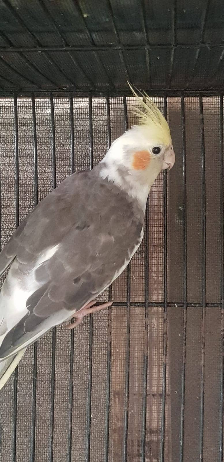 Cockatiel Birds For Sale (Charcoal,Grey and Pied) 0