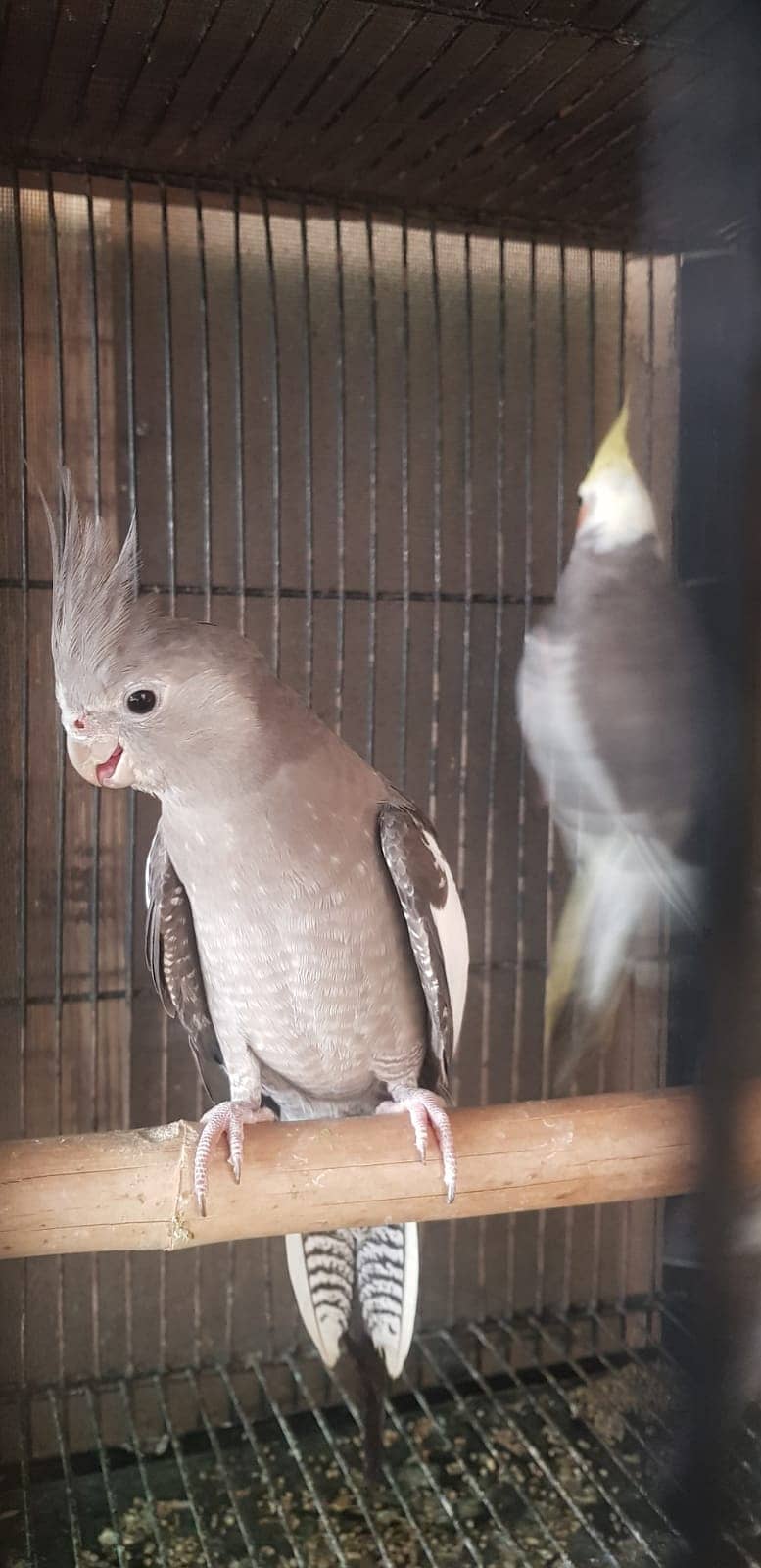 Cockatiel Birds For Sale (Charcoal,Grey and Pied) 1
