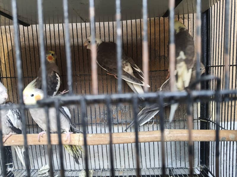 Cockatiel Birds For Sale (Charcoal,Grey and Pied) 2