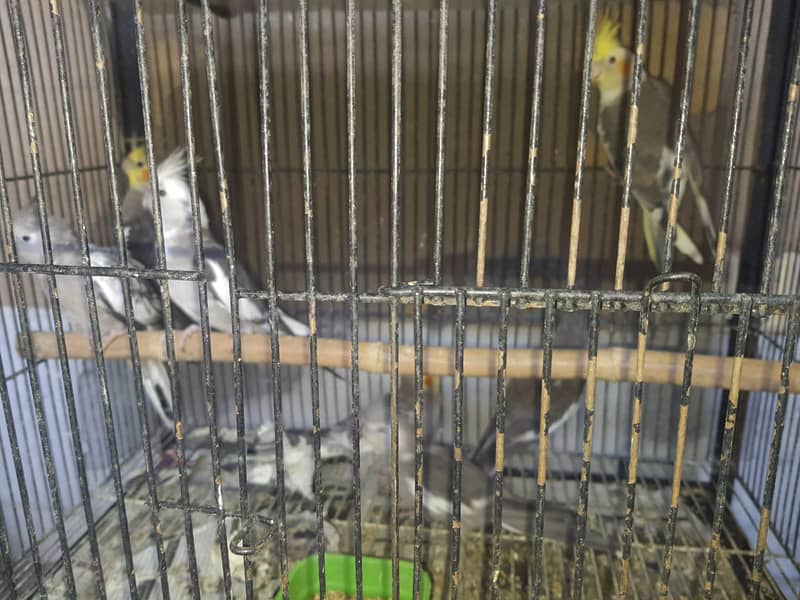 Cockatiel Birds For Sale (Charcoal,Grey and Pied) 3