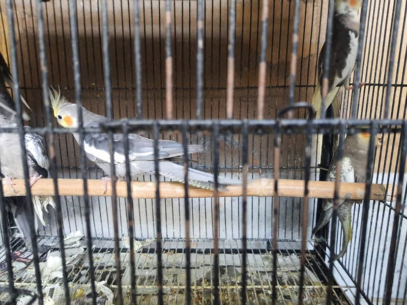 Cockatiel Birds For Sale (Charcoal,Grey and Pied) 4