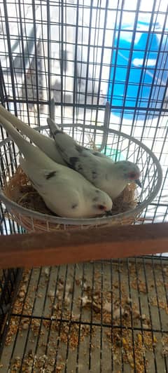High quality Diamond pied dove breeder setup patha and ready to breed
