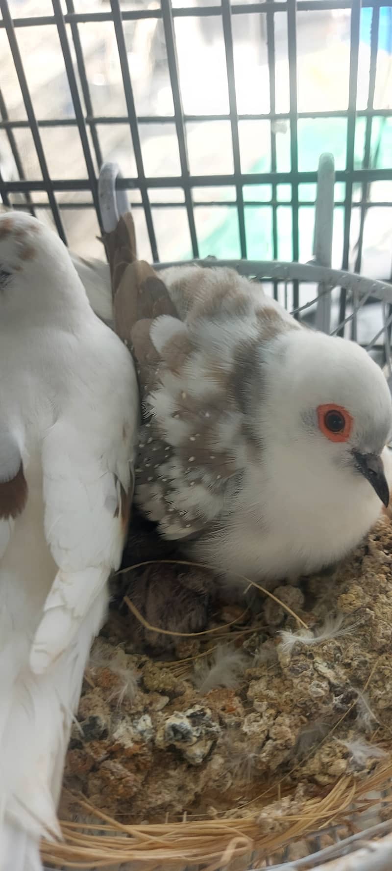 High quality Diamond pied dove breeder setup patha and ready to breed 8