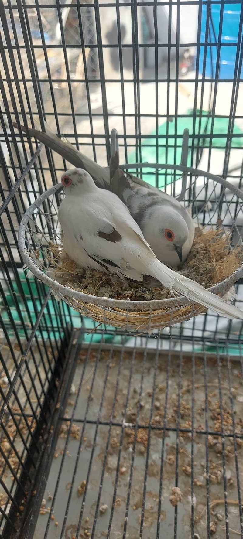 High quality Diamond pied dove breeder setup patha and ready to breed 9