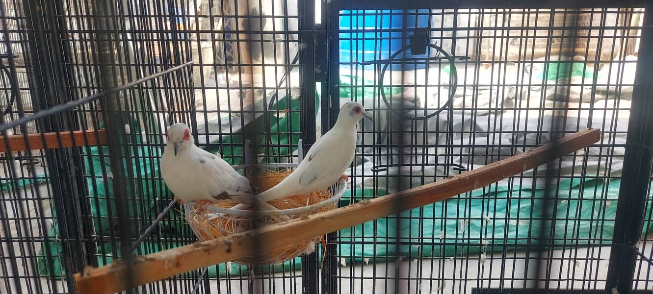 High quality Diamond pied dove breeder setup patha and ready to breed 10