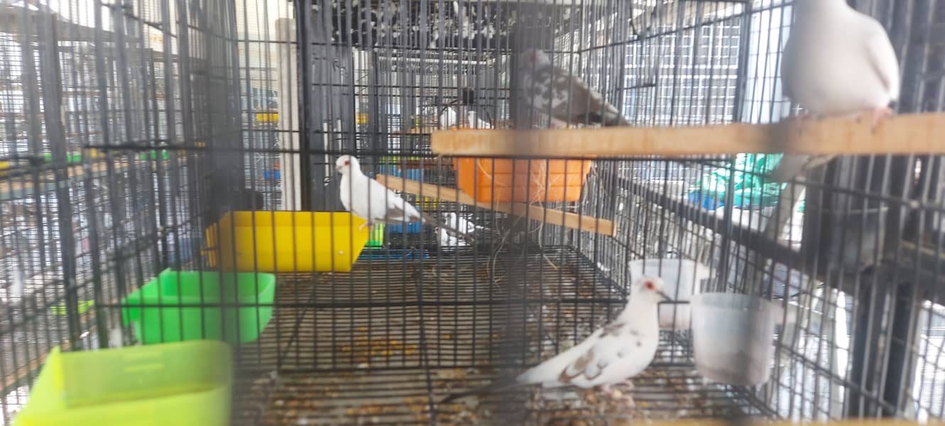 High quality Diamond pied dove breeder setup patha and ready to breed 14