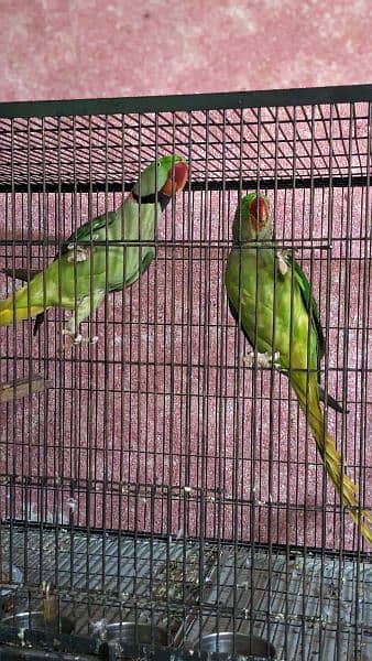 Raw parrot breeder pair 2