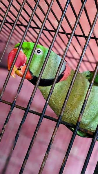 Raw parrot breeder pair 3