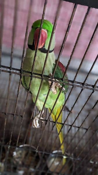 Raw parrot breeder pair 4