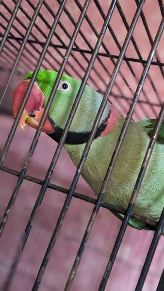 Raw parrot breeder pair 7