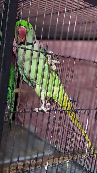 Raw parrot breeder pair 8