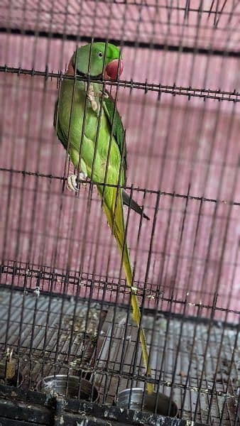 Raw parrot breeder pair 9