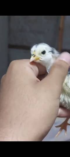 Australorp chicks for sale 0