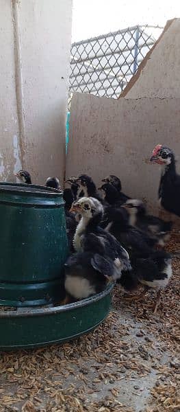 Australorp chicks for sale 1