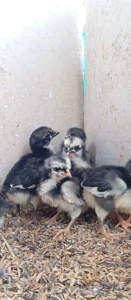 Australorp chicks for sale 2