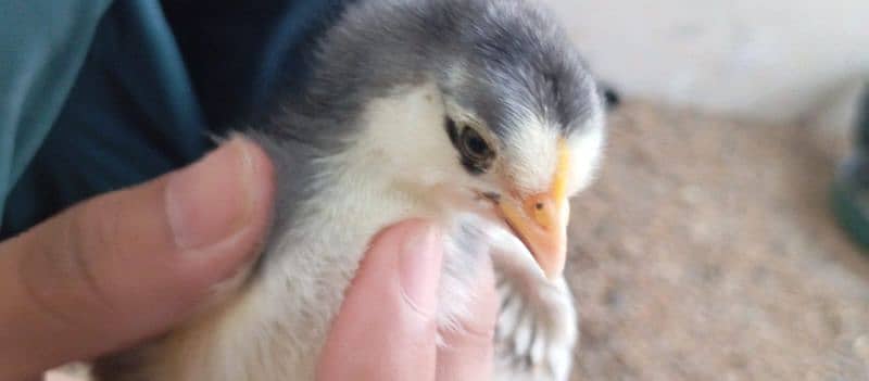 Australorp chicks for sale 4