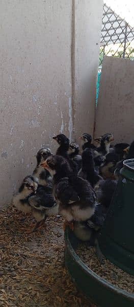 Australorp chicks for sale 5