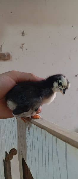 Australorp chicks for sale 6