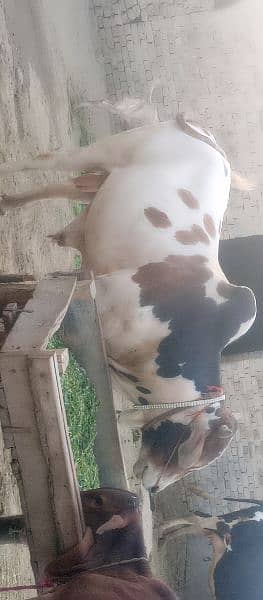 Qurbani bull for sale 0