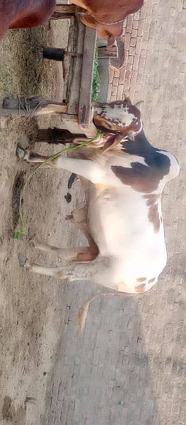 Qurbani bull for sale 2