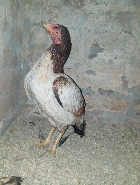 pure Mianwali female for sale. . . eggs laying 1