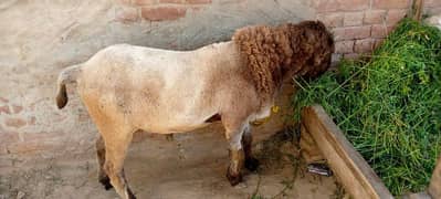 sheep for sale