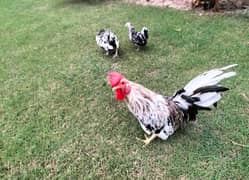 black and white japanese hen pair with one baby for sale