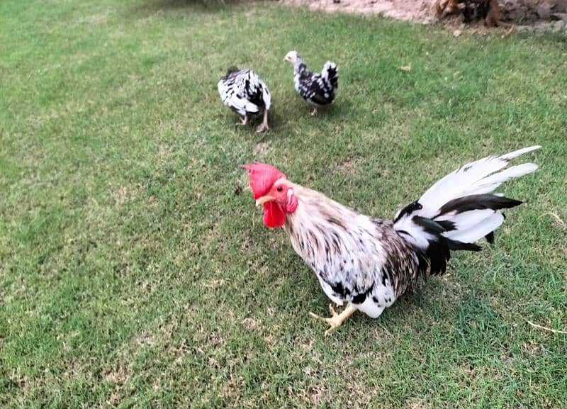 black and white japanese hen pair with one baby for sale 0