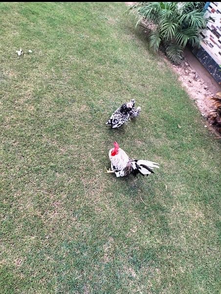 black and white japanese hen pair with one baby for sale 1