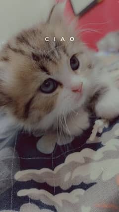 4 Persian kittens available 3 Female 1 Male 40 days age