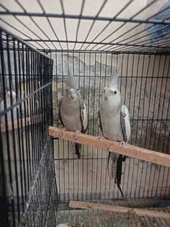 Cockatiel Parrots breeder pair for sale with steel cage