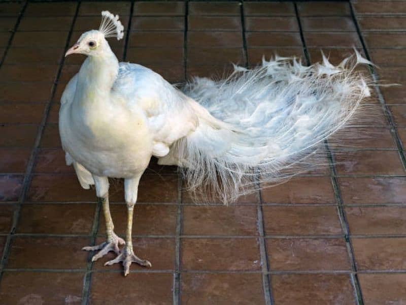 white peacock 1