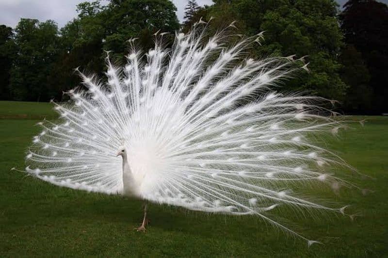 white peacock 3