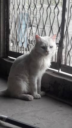 Persian male cat (Two colors eyes)