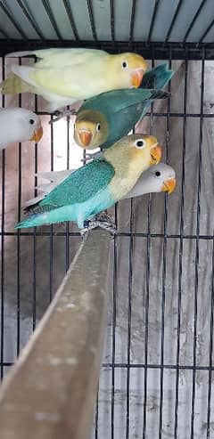 Mix love bird.  Roseicollis and Fishri