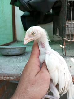 aseel pure Heera chicks available for sell